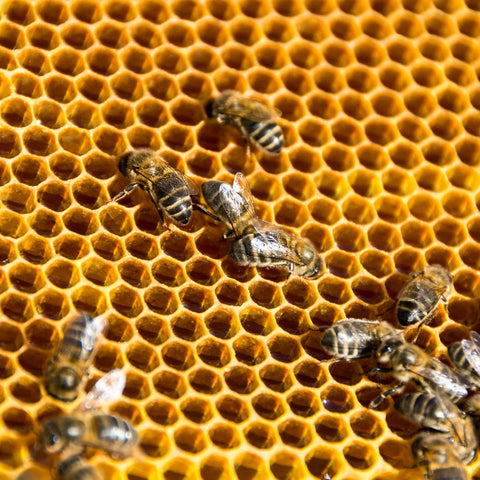 How to make your own honeycomb mould with silicone and wax